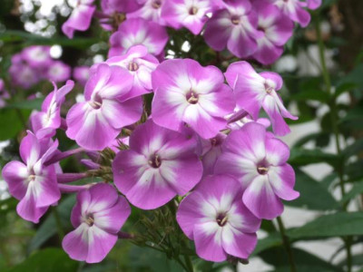 DSCF1220.JPG