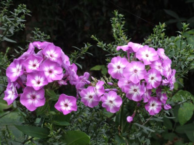 DSCF1222.JPG