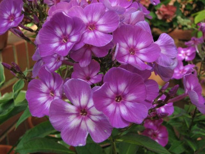 k-phlox_uspech-2012-05-08-21_010_2kk.jpg