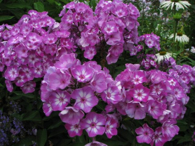 uspech-2007-07-19-1746_3k.JPG