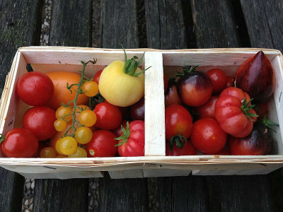 tomaten_20130810_zg.jpg