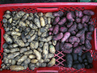 kartoffelernte_2013_zg2.jpg