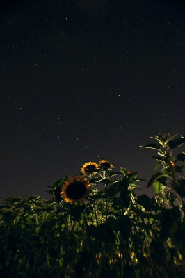 sonnesterne_pur.jpg