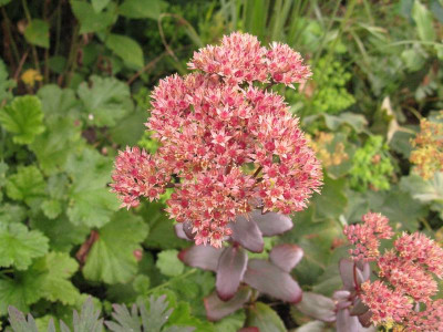 Sedum_a_800x600.jpg