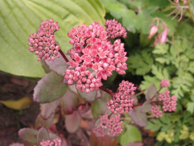 sedum_b_800x600.jpg