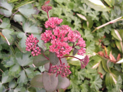 sedum_c_800x600.jpg