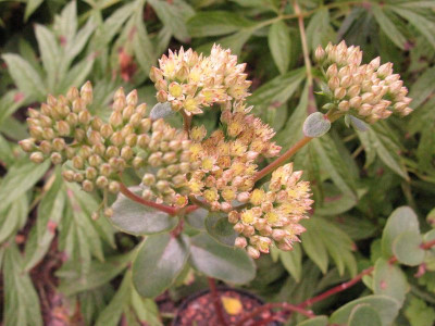 sedum_d_800x600.jpg