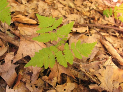 Eichenfarn_Wald_800x600.jpg
