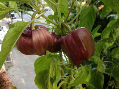 cf_peter-pepper-schwarz1_20130811_zg.jpg