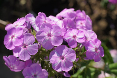 Davids_Lavender_II.jpg