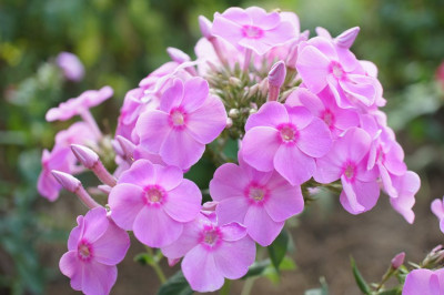 Silberrosa.jpg