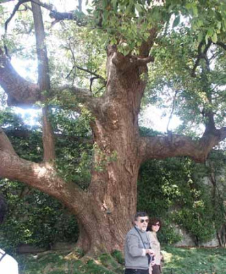 Cinnamomum_camphora.jpg
