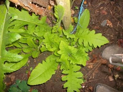 Wiesengipfeljung.jpg