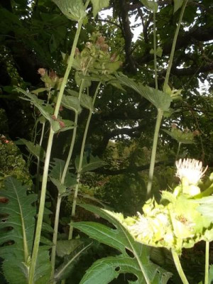 Wiesengipfelbluehend.jpg