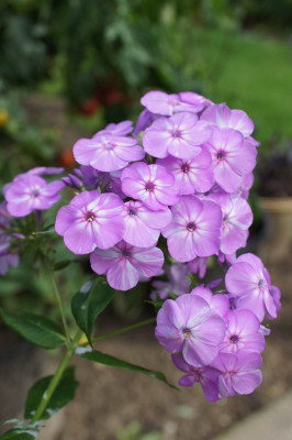 Davids_Lavender_I.jpg