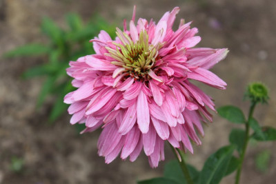 Echinacea_Wuschelkopf.jpg