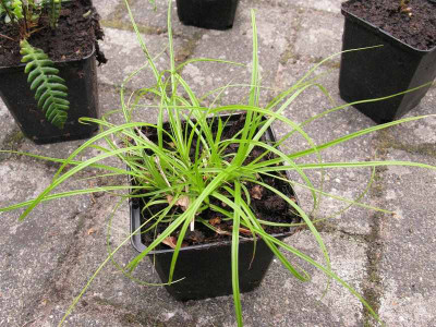 Gras_Waldlichtung_800x600.jpg