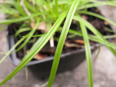 Gras_Waldlichtung_Detail_800x600.jpg