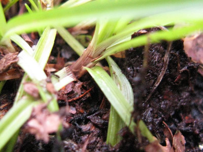 Gras_Waldlichtung_Detail_2_800x600.jpg