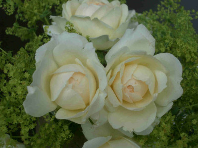 1459_unbekannte_Rose_2.jpg
