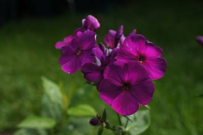 Iris_-_Lemoine.jpg