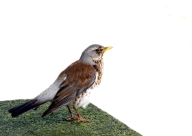 Vogel.JPG