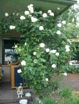 ganze_Rose_1.jpg