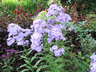IMG_5902.JPG