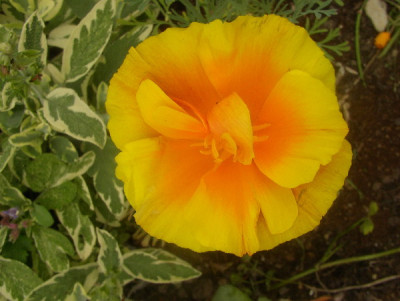 Mohn_gelborage.jpg