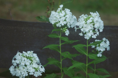 phlox_80cm.jpg