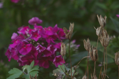 IMGP9516.jpg