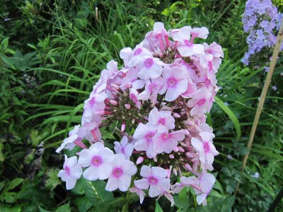 Phlox_Europa_130813_k.jpg