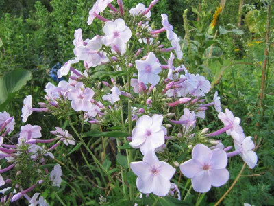 Phlox_Errotendes_Madchen_130813_k.jpg