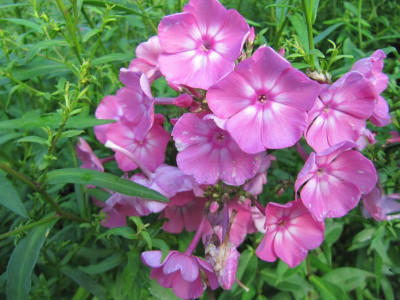 Phlox_Freude_ohne_Ende_130813_k.jpg