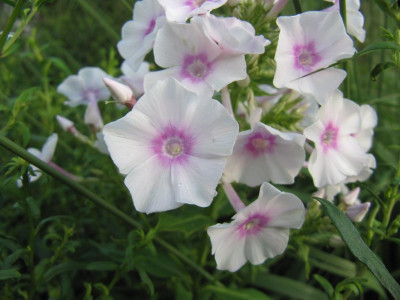 Phlox_Omas_Jugendzeit_130813_k.jpg