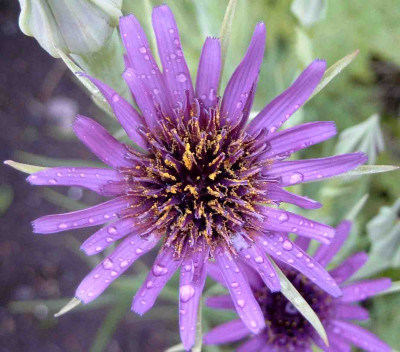 Tragopogon_porrifolius111.JPG