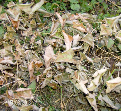 epimedium-140813.jpg