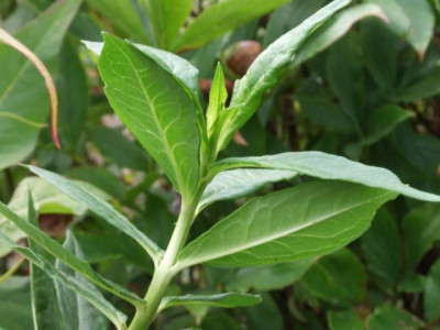 DSCF1232.JPG