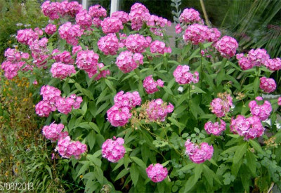 Staudenphlox-150813.jpg
