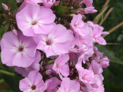DSCF1245.JPG