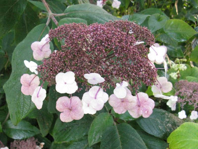Hydrangea_aspera_macrophylla_August_2013_800x600.jpg