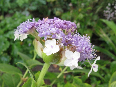 Hydrangea_involucrata_Involucrata_800x600.jpg