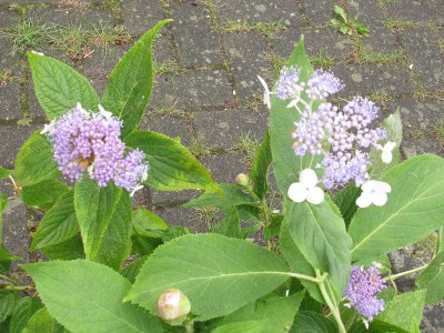 Vergleich_Involucrata_Late_Love_800x600.jpg