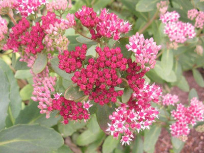 Sedum_Abbeydore_800x600.jpg