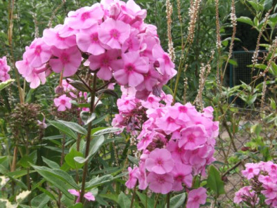 DSCF1233a.JPG