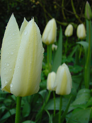 tulipa_winterberg.jpg