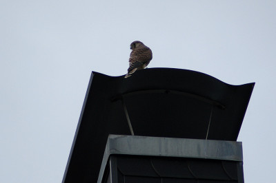 falkenjungeskamin_12422.jpg