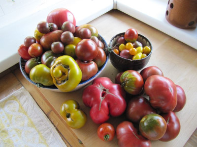 Tomatenernte_130817.jpg