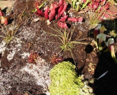 Sphagnum-mit-Sarracenien.jpg