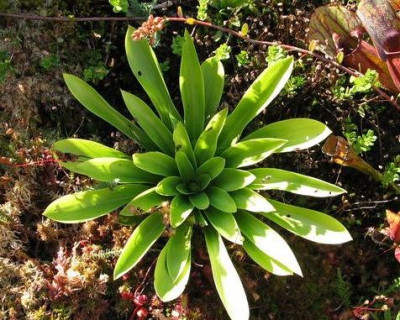 Helonias-bullata-ax.jpg